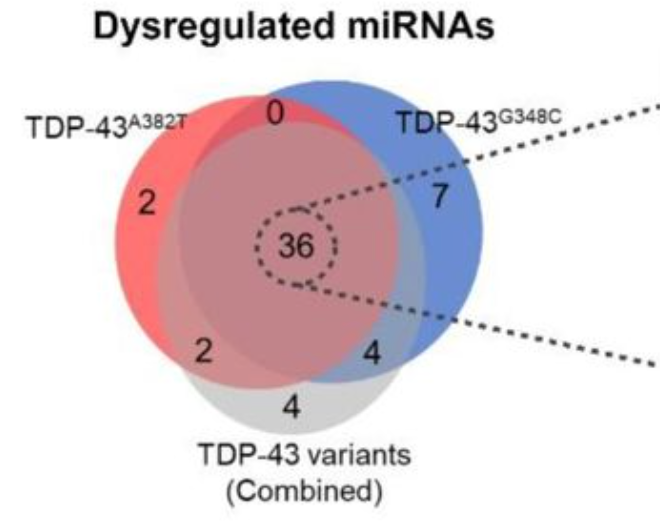 Venn diagram graph of dysregulated miRNAs and their different variants from Sarah Lepine's paper.