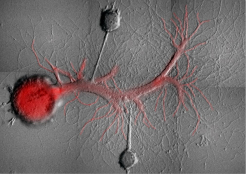 Les chercheurs ont stimulé deux neurones sensoriels d’Aplysia reliés par connexion synaptique à un seul et même neurone moteur Les chercheurs ont stimulé deux neurones sensoriels d’Aplysia reliés par connexion synaptique à un seul et même neurone moteur