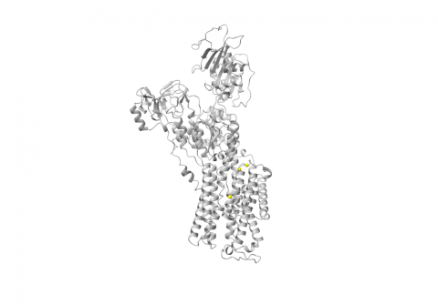3D representation of the protein encoded by the ATP1A3 gene. Yellow markers correspond to the mutations identified in childhood-onset schizophrenia cases in the study.