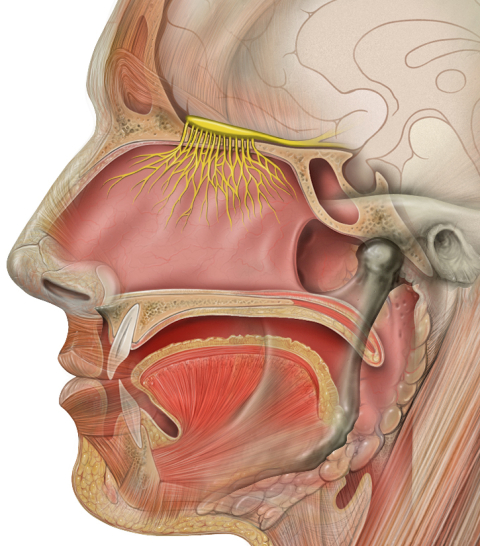 The olfactory system. Photo credit: Patrick J. Lynch, medical illustrator; C. Carl Jaffe, MD, cardiologist