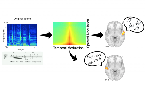 Figure shows original song (bottom left) and its spectrogram (above it, in blue). This spectrogram can be decomposed according to the amount of energy contained in spectral and temporal modulation rates (central panel). Auditory cortex on the right and left sides of the brain (right side of figure) decode melody and speech, respectively, because the melody depends more on spectral modulations and the speech depends more on temporal modulations.