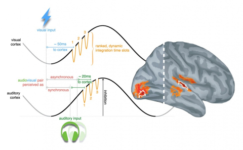 Les signaux MEG ont révélé que cette habileté cérébrale particulère était mise en oeuvre par l’interaction entre ondes cérébrales lentes et rapides dans les régions auditives et visuelles du cerveau. 