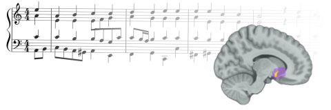 The researchers found that reward prediction errors from music correlated with activity in the nucleus accumbens, a brain region that in previous studies has been shown to activate when the subject is experiencing musical pleasure.