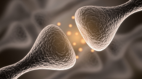 Stabilization is partly controlled by a neurotransmitter called gamma-Aminobutyric acid (GABA), which inhibits neuronal activity at the synapse. 