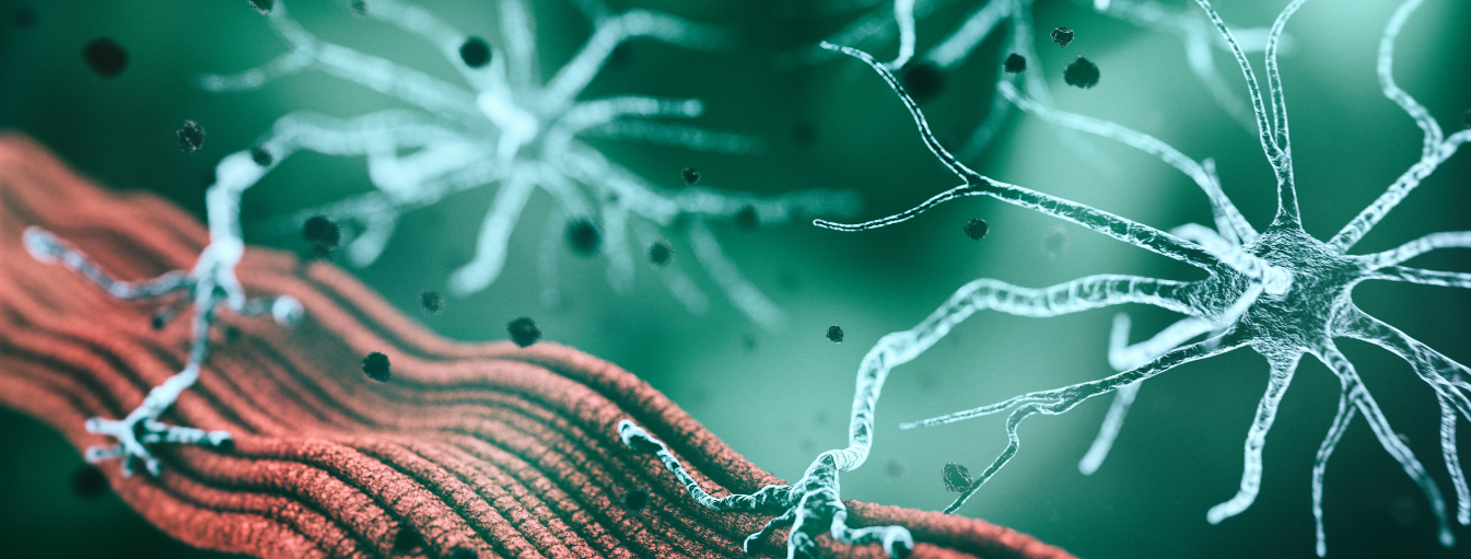  La jonction neuromusculaire