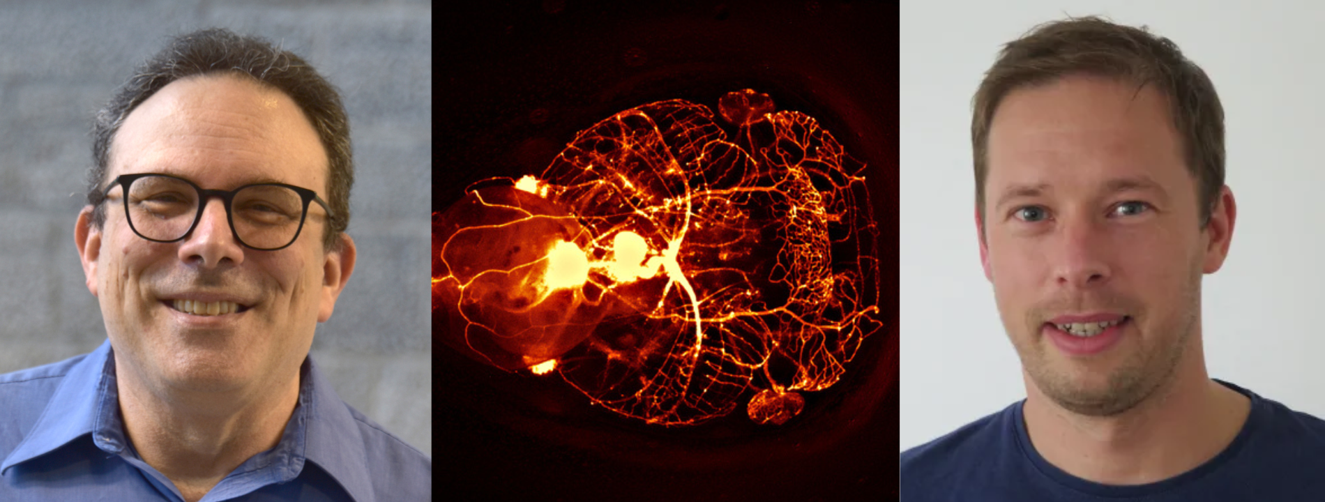 Ed Ruthazer and Tim Czopka, with an image of a zebrafish between them