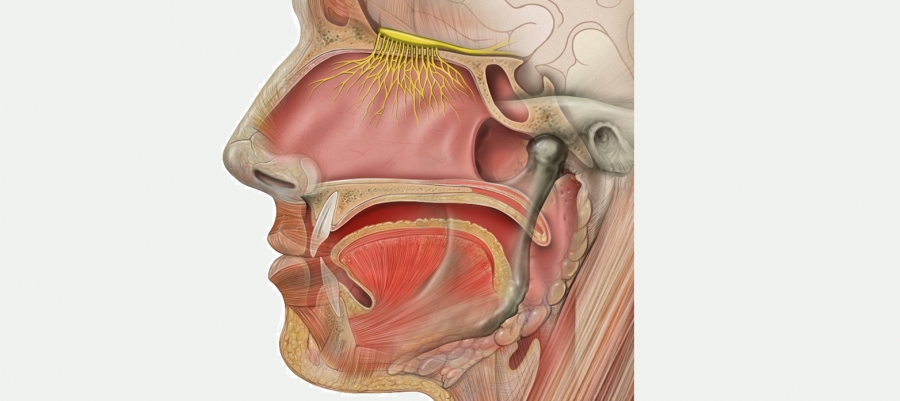 The olfactory system. Photo credit: Patrick J. Lynch, medical illustrator; C. Carl Jaffe, MD, cardiologist.
