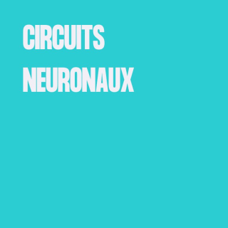 circuit neuronaux
