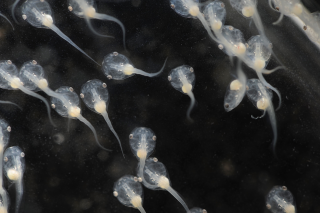 Xenopus laevis tadpoles, less than two weeks after fertilization