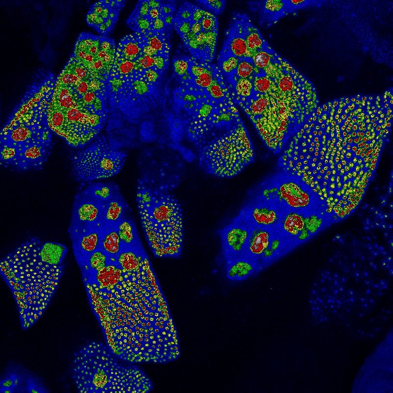 Microscopic imagery