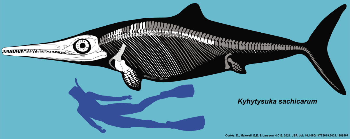 The comparison shows the Kykytysuka is about twice the length of a swimming human 