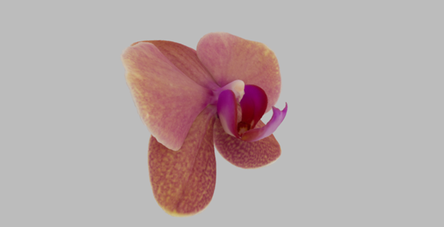 Fleur de l’espèce des Phalaenopsis. Le spécimen provient de la collection du Jardin botanique de Montréal.