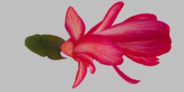 Fleur de l’espèce des Schlumbergera. Le spécimen provient de la collection du Jardin botanique de Montréal.