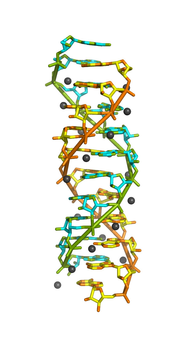 Rna Double Helix Structure Identified Using Synchrotron Newsroom Mcgill University