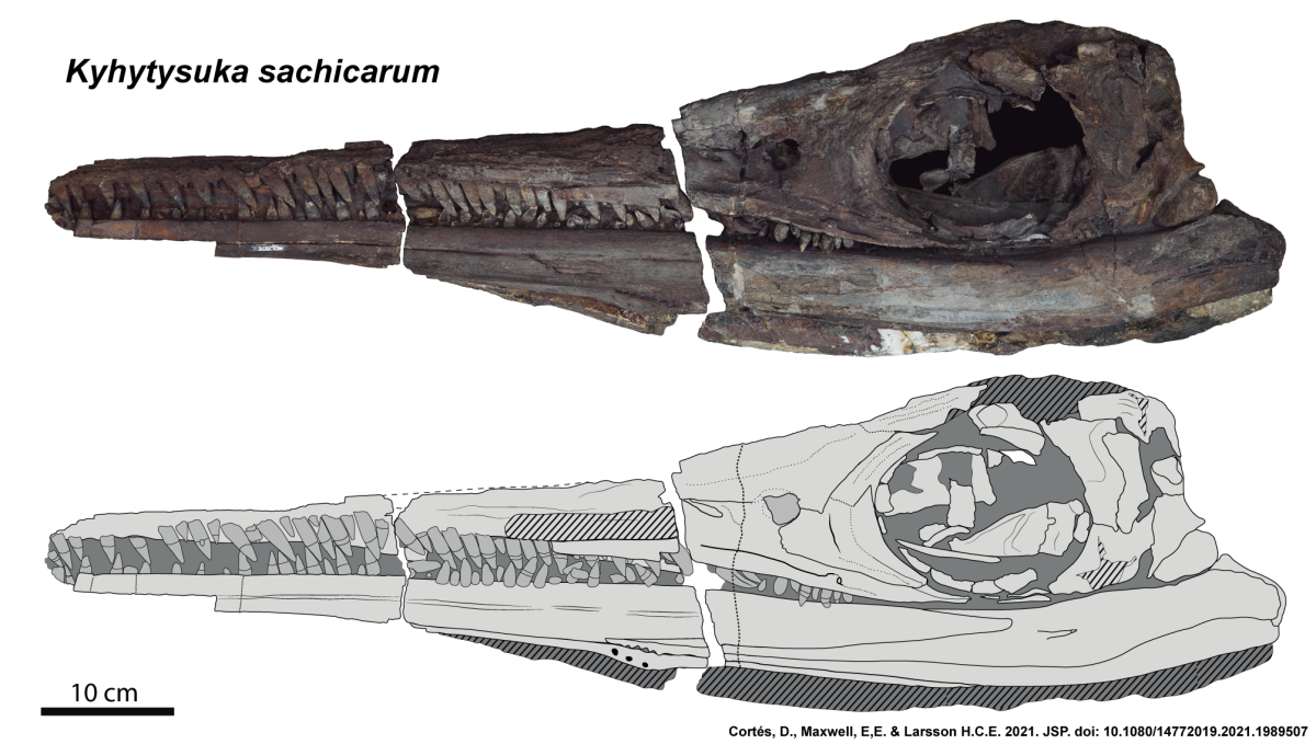 A fossil photo compared to an illustrated version of the anatomy