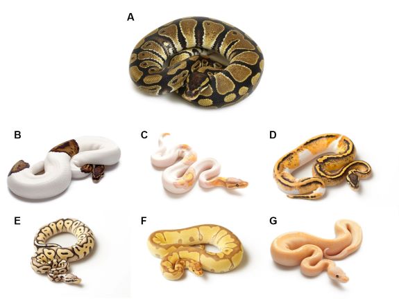 pythons a through g show variety of pigmentation -- brown and black splotches, white with pale orange, yellow, all-peach, mostly white, etc.