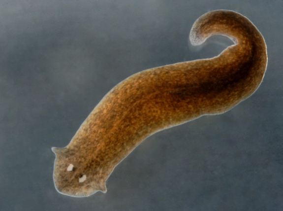 Flatworm (Phylum platyhelminthes).