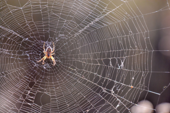 Spider and web.