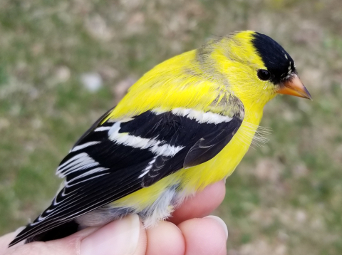 Wild-caught American goldfinch that participated in captive behavioral tests.
