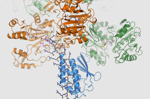 Cyanophycin biosynthesis looks like a windshield wiper in action. Credit: Schmeing lab /  La biosynthèse de la cyanophycine rappelle le fonctionnement d’un essuie-glace. Illustration : Schmeing lab