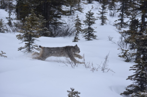 Canada lynx running. Credit: Allyson Menzies / Lynx du Canada en pleine course. Photo : Allyson Menzies