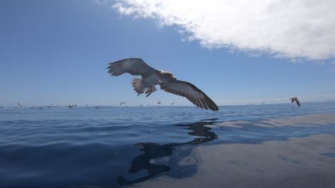 Cory´s Shearwaters foraging south of the island of Pico, Azores archipelago, Portugal. Credit: Christopher Pham / Puffin cendré à la recherche de nourriture au sud de l'île de Pico, dans l'archipel des Açores, au Portugal. Photo : Christopher Pham