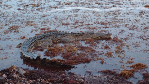American Crocodile (Crocodylus acutus) on the Pacific coast of Panama. Credit: José Avila-Cervantes / Crocodile américain (Crocodylus acutus) sur la côte pacifique du Panama. Photo : José Avila-Cervantes