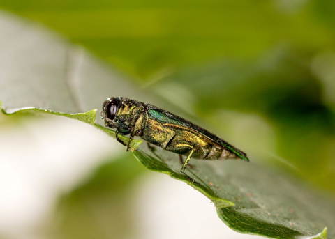 Emerald ash borer, Agrilus planipennis. Credit: Stephen Ausmus / Agrile du frêne, Agrilus planipennis. Photo : Stephen Ausmus