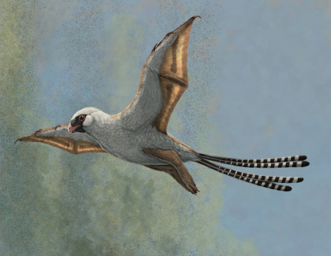 Figure 1: Life reconstruction of the bat-winged scansoriopterygid dinosaur Ambopteryx in a glide. Image credit: Gabriel Ugueto. // Figure 1 : Reconstitution d’Ambopteryx, dinosaure à ailes de chauve-souris du groupe des scansorioptérygidés, en vol plané. Image : Gabriel Ugueto