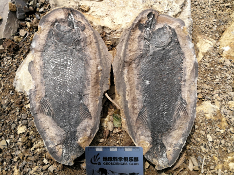 Field photo of a Watsonulus fish fossil from the Gaopo section. Credit: Xu Dai /  Photo de terrain d'un fossile de poisson Watsonulus (section de Gaopo). Photo : Xu Dai