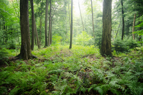 McGill University’s Gault Nature Reserve. Photo credit: Alex Tran / Réserve naturelle Gault de l’Université McGill. Photo : Alex Tran