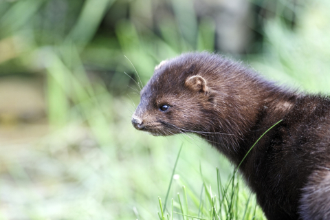 Captive American mink.