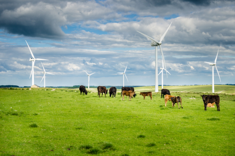 Cows grazing around wind turbines