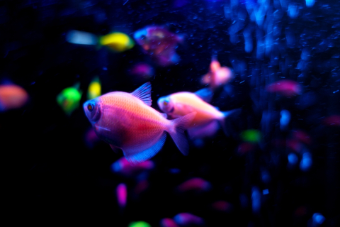 Glofish tetrnectia genetically modified fish. Credit: Dizfoto