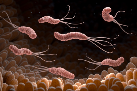 A 3D illustration of Helicobacter pylori bacteria.