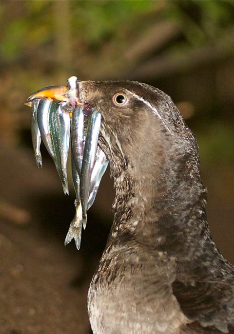 A rhinoceros auklet with a mouthful of fish, returning at night to feed its offspring in a burrow. Seabirds, including auklets, were monitored over nearly 50 years to provide information on levels of mercury in ecosystems of the Pacific Ocean.