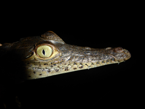Crocodile from a population living on the coast of Panama.