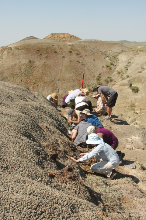 McGill field crew collecting fossils as part of a field course in Grasslands Nat