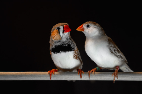 Adult male zebra finches (left) learn their songs and use them during courtship interactions with females (right). Photo credit: Raina Fan. / Le diamant mandarin mâle (à gauche) apprend des chants qu’il utilise pour courtiser la femelle (à droite). Photo : Raina Fan