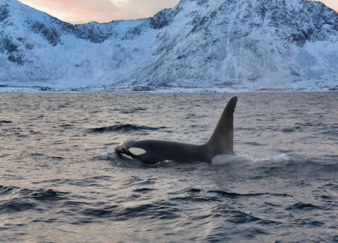 Killer whales off the coast of Greenland