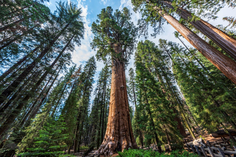 General Sherman is a giant sequoia tree located in Sequoia National Park. / Le « General Sherman » est un séquoia géant situé dans le Sequoia National Park.