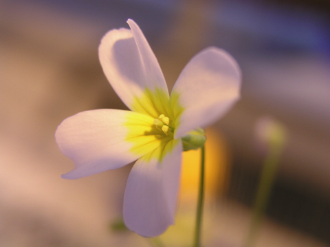 The flower of Leavenworthia alabamica.