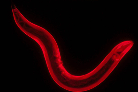 Caenorhabditis elegans nematode  (roundworm)