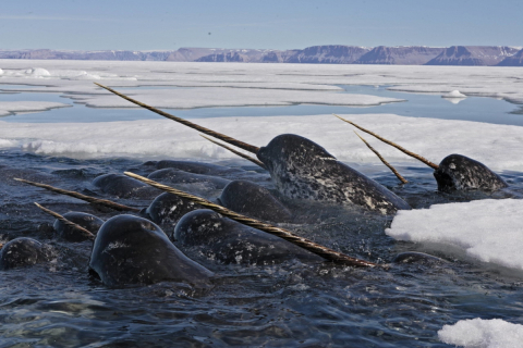 Narwhals with their characteristic spiralled tusks in dense pack ice. | Des narvals et leur défense torsadée caractéristique dans des eaux glacées.