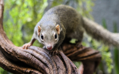 Northern treeshrew (Tupaia belangeri) / Toupaye de Belanger (Tupaia belangeri)