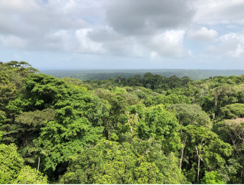Panama's forest canopy (Colón, Panama). Credit: Camilo Alejo | La canopée forestière du Panama (Colón, Panama). Photo : Camilo Alejo