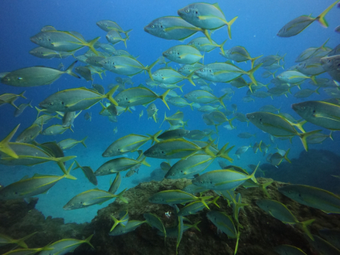 As oceans warm, large fish struggle