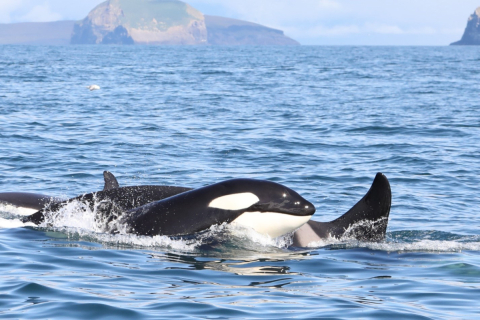 Three black-and-white killer whales swimming at the ocean surface with land in the background.