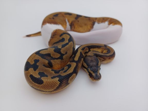 piebald snake