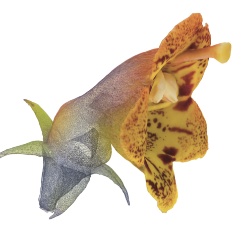 3D image of a hybridization between Rhytidophyllum auriculatum and Rhytidophyllum vernicosum. Credit: Marion Leménager / Une image en 3D d’un croisement entre le Rhytidophyllum auriculatum et le Rhytidophyllum vernicosum. Photo : Marion Leménager
